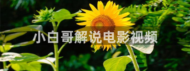 樱桃小视频网站
